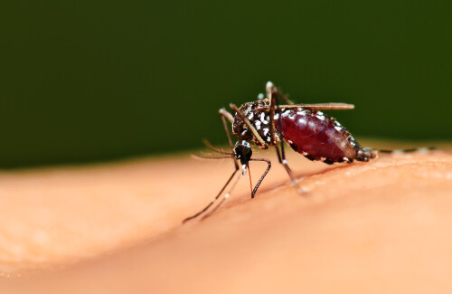 Recrudescence de la dengue en France : une alerte sanitaire majeure