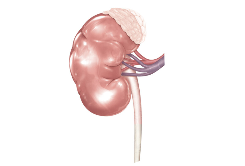 Parcours d'un transplanté