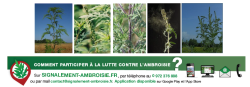 Jeux Olympiques et allergie : les défis du pollen d'ambroisie